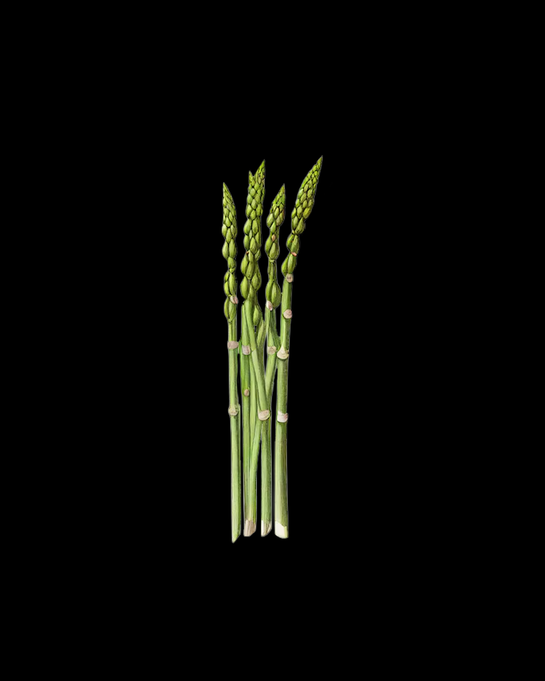 Asparagus